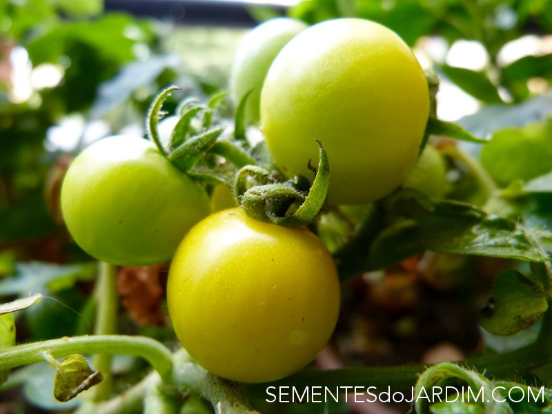 Sementes de Tomate - Tomate patio cherry gelb